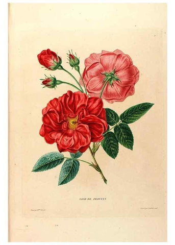 Reproducción/Reproduction 24745856931: Études de fleurs et de fruits :. Paris :Chez Bance aîné, Md. d'Etampes,[1820?]