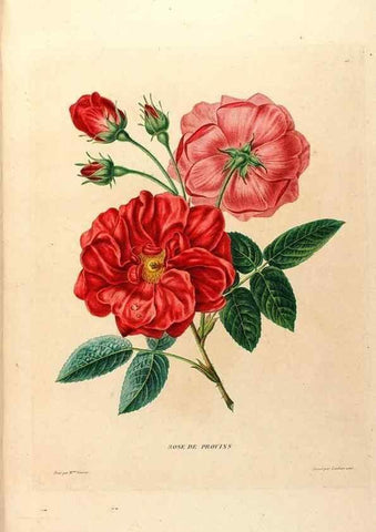 Reproducción/Reproduction 24745856931: Études de fleurs et de fruits :. Paris :Chez Bance aîné, Md. d'Etampes,[1820?]