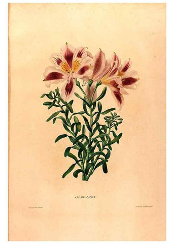Reproducción/Reproduction 24813055196: Études de fleurs et de fruits :. Paris :Chez Bance aîné, Md. d'Etampes,[1820?]