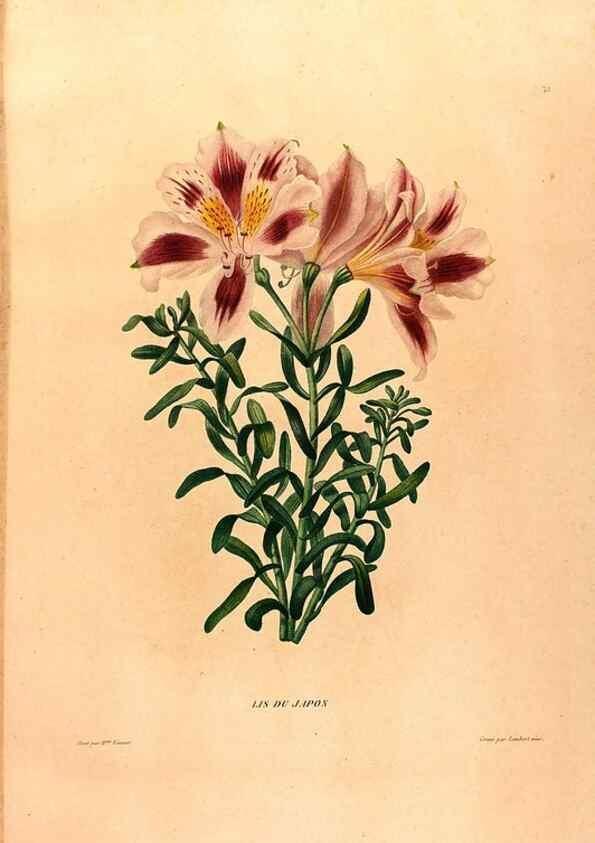 Reproducción/Reproduction 24813055196: Études de fleurs et de fruits :. Paris :Chez Bance aîné, Md. d'Etampes,[1820?]