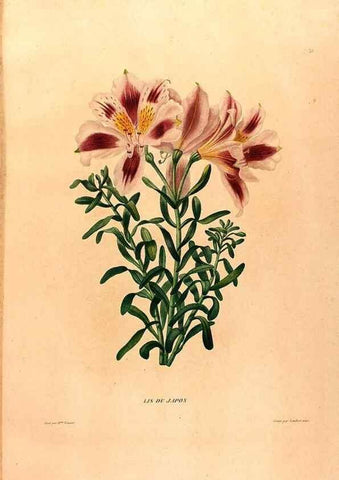 Reproducción/Reproduction 24813055196: Études de fleurs et de fruits :. Paris :Chez Bance aîné, Md. d'Etampes,[1820?]