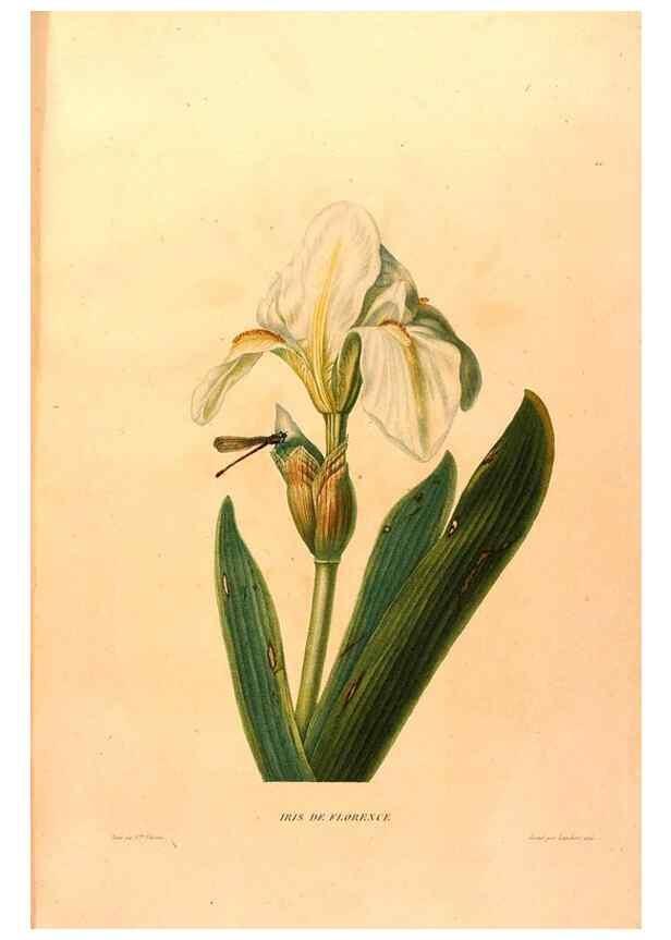 Reproducción/Reproduction 24543814430: Études de fleurs et de fruits :. Paris :Chez Bance aîné, Md. d'Etampes,[1820?]