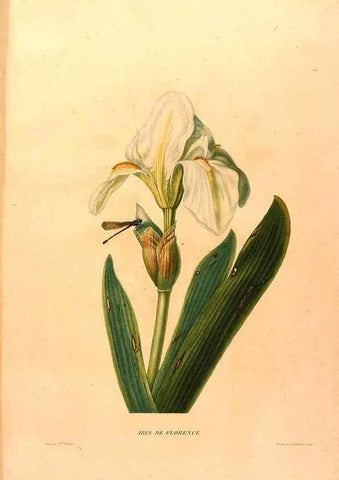 Reproducción/Reproduction 24543814430: Études de fleurs et de fruits :. Paris :Chez Bance aîné, Md. d'Etampes,[1820?]
