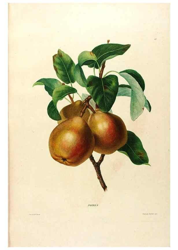 Reproducción/Reproduction 24543816820: Études de fleurs et de fruits :. Paris :Chez Bance aîné, Md. d'Etampes,[1820?]