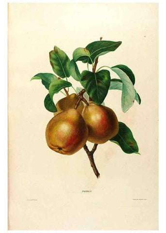Reproducción/Reproduction 24543816820: Études de fleurs et de fruits :. Paris :Chez Bance aîné, Md. d'Etampes,[1820?]