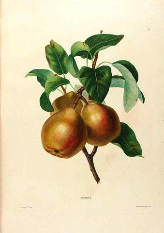 Reproducción/Reproduction 24543816820: Études de fleurs et de fruits :. Paris :Chez Bance aîné, Md. d'Etampes,[1820?]