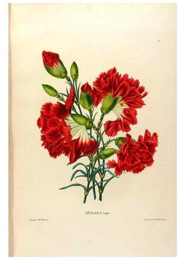 Reproducción/Reproduction 24471678979: Études de fleurs et de fruits :. Paris :Chez Bance aîné, Md. d'Etampes,[1820?]