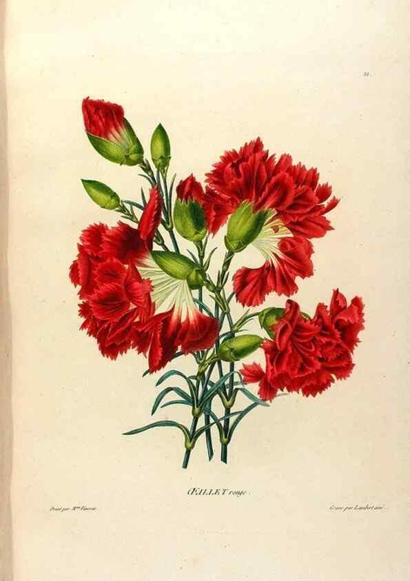 Reproducción/Reproduction 24471678979: Études de fleurs et de fruits :. Paris :Chez Bance aîné, Md. d'Etampes,[1820?]