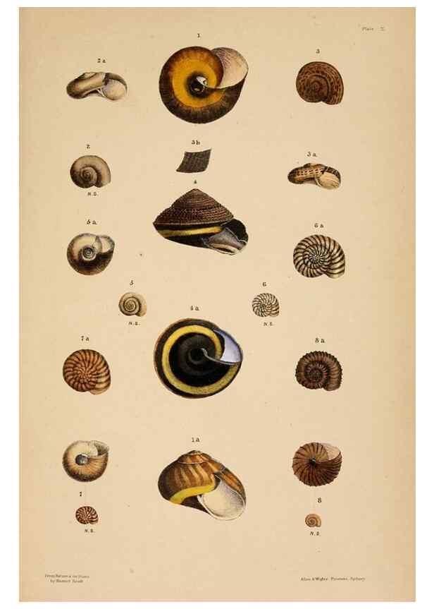 Reproducción/Reproduction 24471321839: A monograph of Australian land shells,. Sydney,W. Maddock; [etc., etc.]1868.