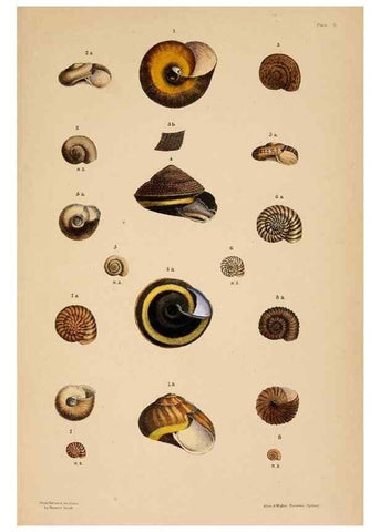 Reproducción/Reproduction 24471321839: A monograph of Australian land shells,. Sydney,W. Maddock; [etc., etc.]1868.