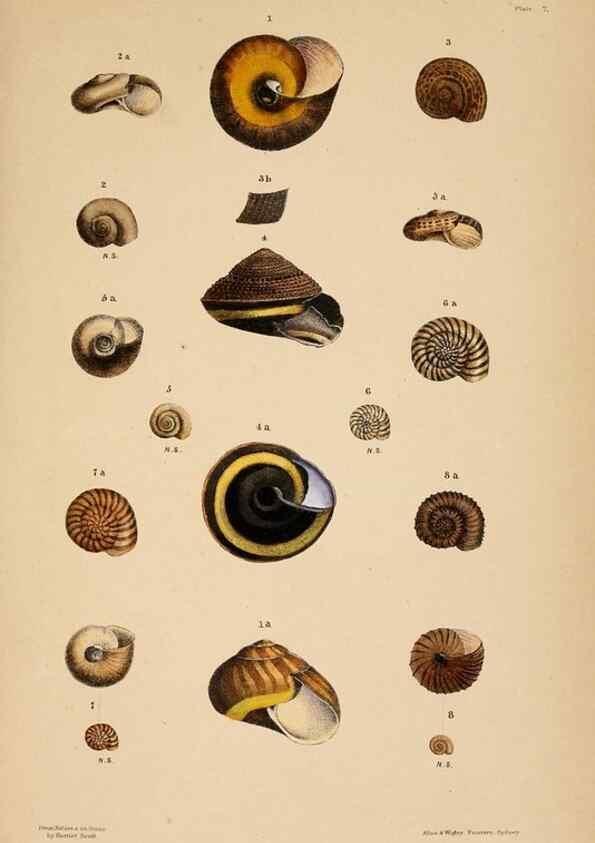 Reproducción/Reproduction 24471321839: A monograph of Australian land shells,. Sydney,W. Maddock; [etc., etc.]1868.