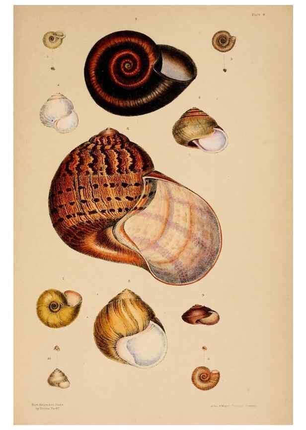 Reproducción/Reproduction 24838939135: A monograph of Australian land shells,. Sydney,W. Maddock; [etc., etc.]1868.