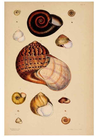 Reproducción/Reproduction 24838939135: A monograph of Australian land shells,. Sydney,W. Maddock; [etc., etc.]1868.