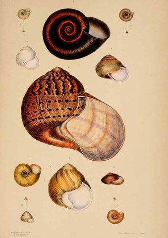 Reproducción/Reproduction 24838939135: A monograph of Australian land shells,. Sydney,W. Maddock; [etc., etc.]1868.