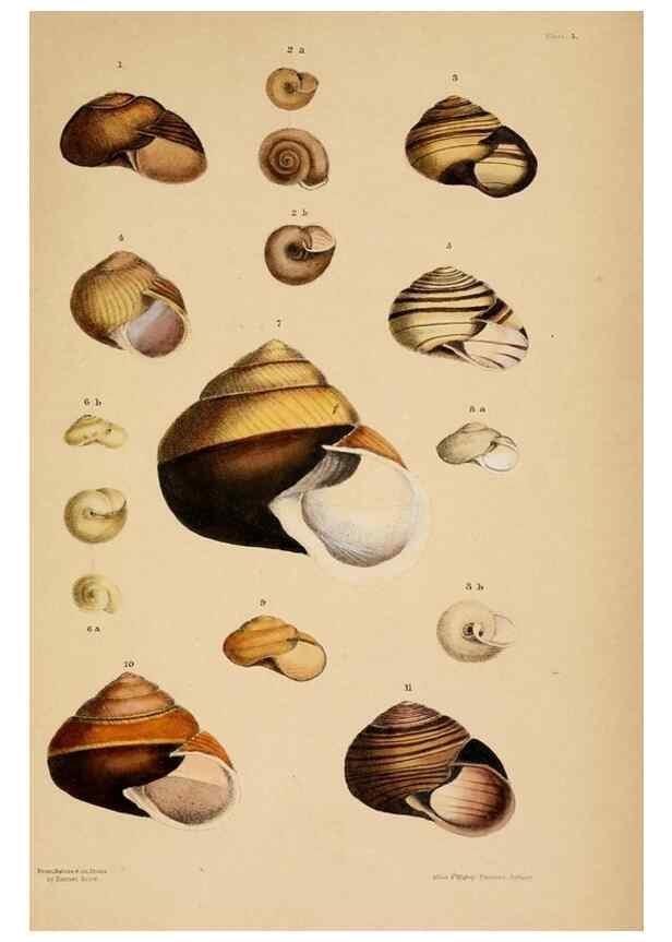 Reproducción/Reproduction 24471316639: A monograph of Australian land shells,. Sydney,W. Maddock; [etc., etc.]1868.