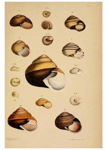 Reproducción/Reproduction 24471316639: A monograph of Australian land shells,. Sydney,W. Maddock; [etc., etc.]1868.