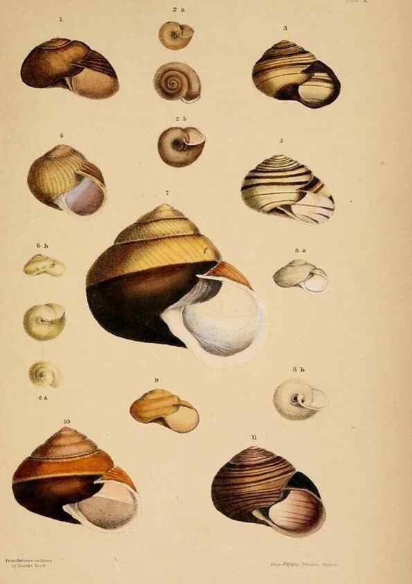 Reproducción/Reproduction 24471316639: A monograph of Australian land shells,. Sydney,W. Maddock; [etc., etc.]1868.