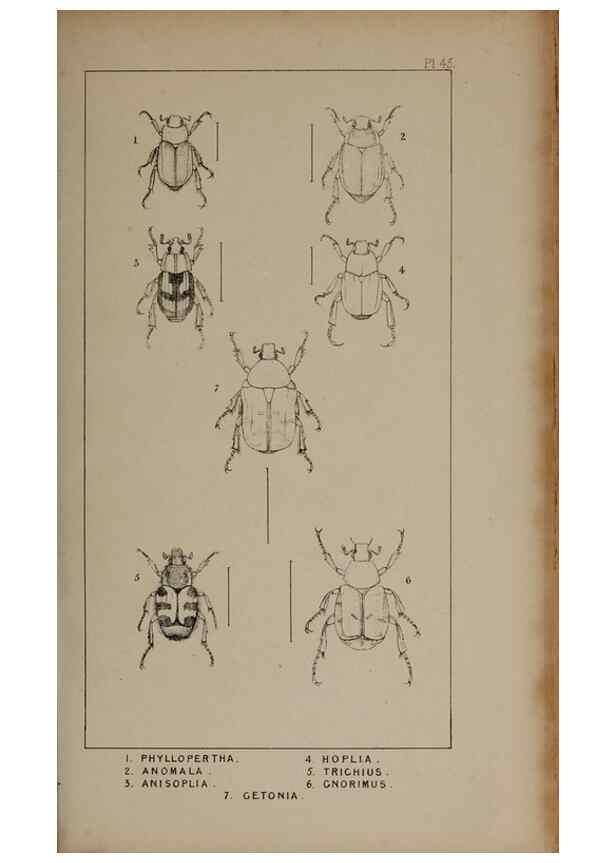 Reproducción/Reproduction 24539103452: The British Coleoptera delineated,. London,W. Crofts,1840.