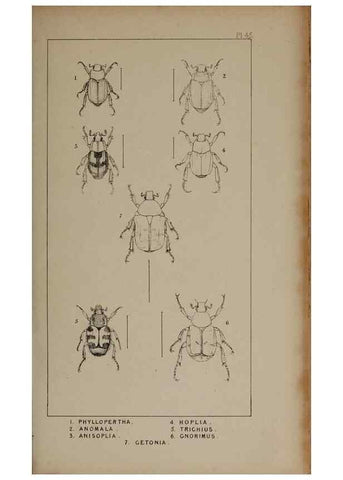Reproducción/Reproduction 24539103452: The British Coleoptera delineated,. London,W. Crofts,1840.
