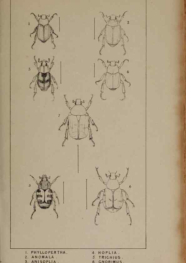 Reproducción/Reproduction 24539103452: The British Coleoptera delineated,. London,W. Crofts,1840.