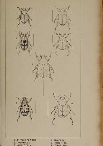 Reproducción/Reproduction 24539103452: The British Coleoptera delineated,. London,W. Crofts,1840.