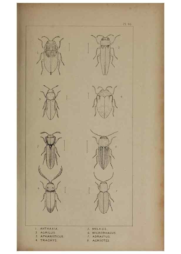 Reproducción/Reproduction 24539109292: The British Coleoptera delineated,. London,W. Crofts,1840.