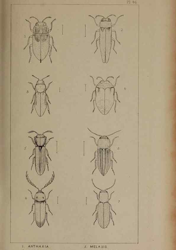 Reproducción/Reproduction 24539109292: The British Coleoptera delineated,. London,W. Crofts,1840.