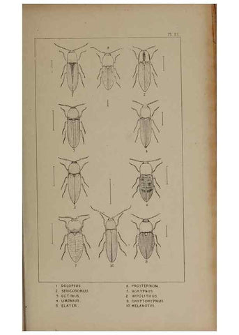 Reproducción/Reproduction 24019344224: The British Coleoptera delineated,. London,W. Crofts,1840.