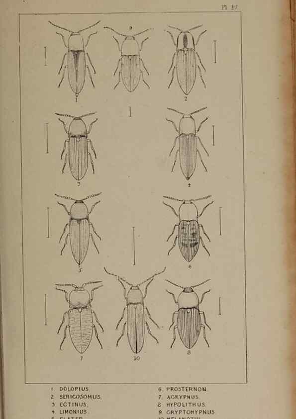Reproducción/Reproduction 24019344224: The British Coleoptera delineated,. London,W. Crofts,1840.