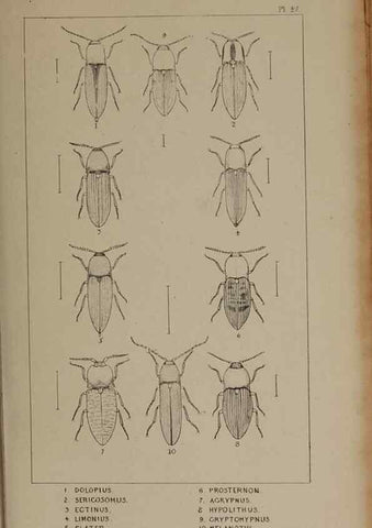 Reproducción/Reproduction 24019344224: The British Coleoptera delineated,. London,W. Crofts,1840.