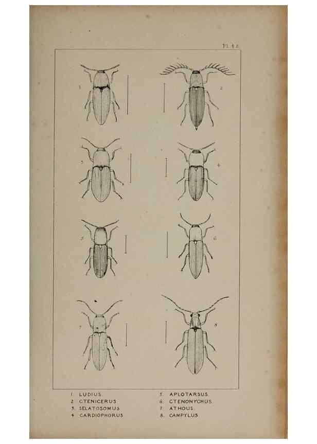 Reproducción/Reproduction 24019348544: The British Coleoptera delineated,. London,W. Crofts,1840.