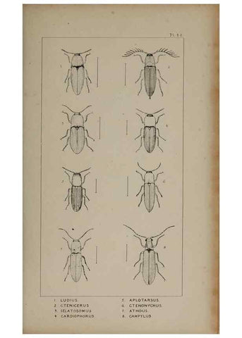 Reproducción/Reproduction 24019348544: The British Coleoptera delineated,. London,W. Crofts,1840.