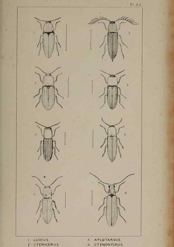 Reproducción/Reproduction 24019348544: The British Coleoptera delineated,. London,W. Crofts,1840.