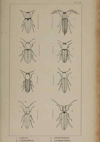 Reproducción/Reproduction 24019348544: The British Coleoptera delineated,. London,W. Crofts,1840.