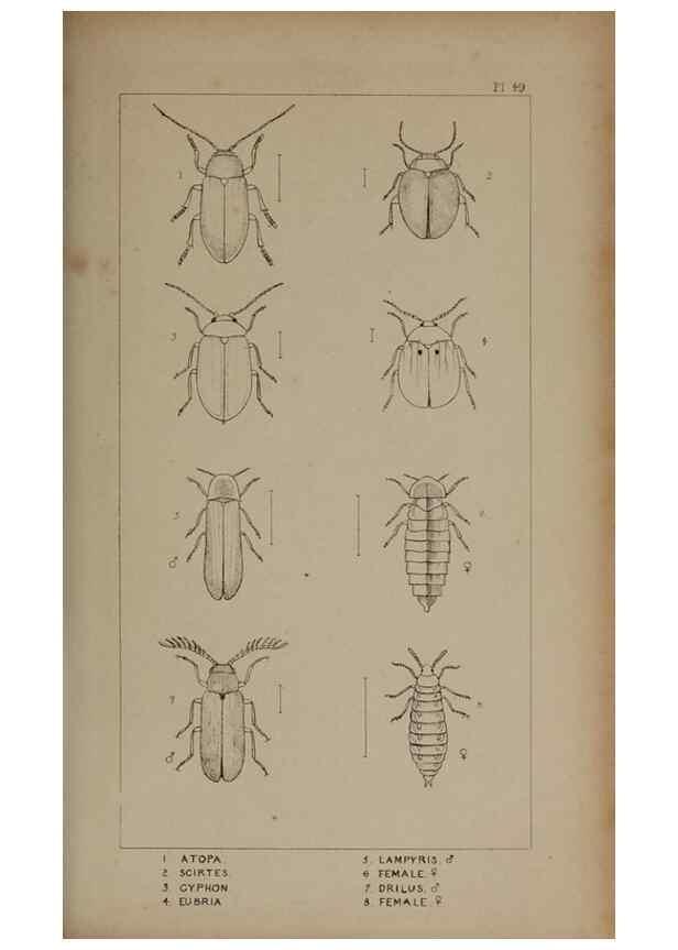 Reproducción/Reproduction 24621292876: The British Coleoptera delineated,. London,W. Crofts,1840.