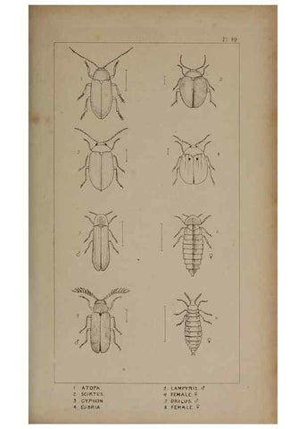 Reproducción/Reproduction 24621292876: The British Coleoptera delineated,. London,W. Crofts,1840.