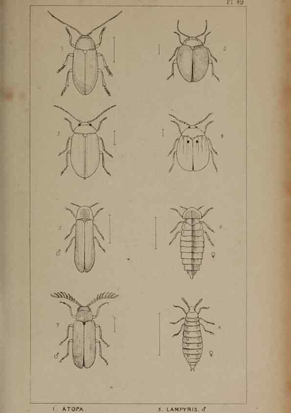 Reproducción/Reproduction 24621292876: The British Coleoptera delineated,. London,W. Crofts,1840.