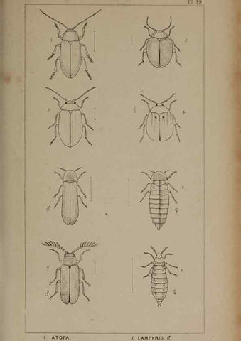 Reproducción/Reproduction 24621292876: The British Coleoptera delineated,. London,W. Crofts,1840.