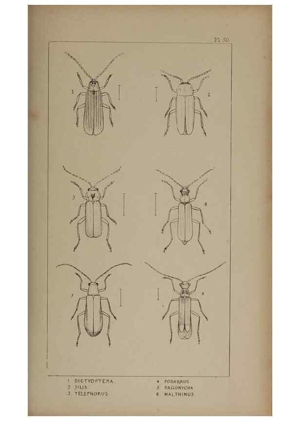 Reproducción/Reproduction 24621296696: The British Coleoptera delineated,. London,W. Crofts,1840.