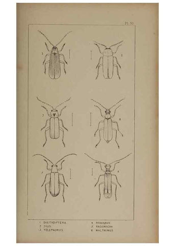 Reproducción/Reproduction 24621296696: The British Coleoptera delineated,. London,W. Crofts,1840.