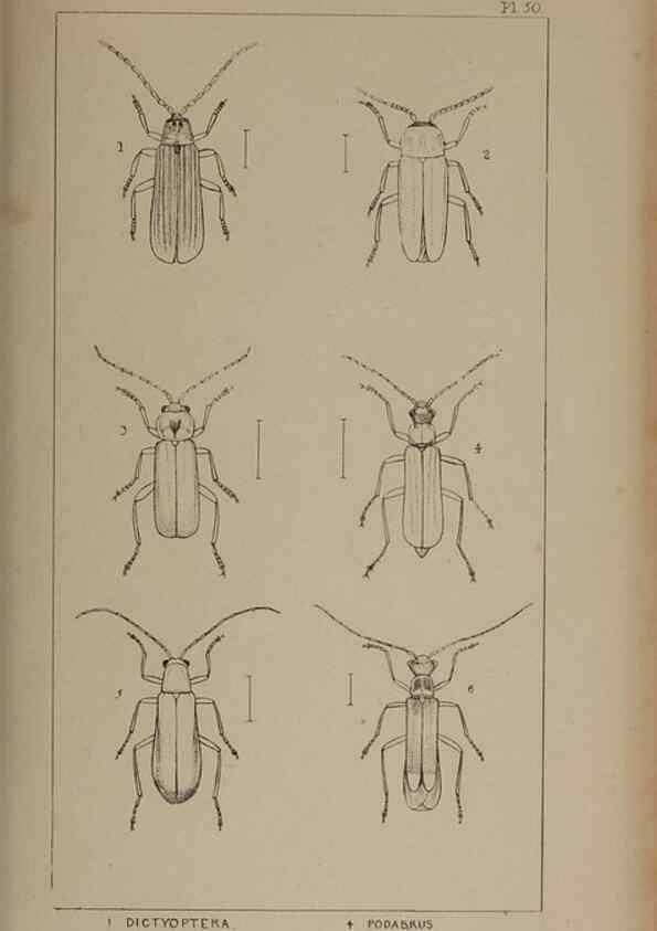 Reproducción/Reproduction 24621296696: The British Coleoptera delineated,. London,W. Crofts,1840.