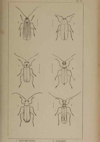 Reproducción/Reproduction 24621296696: The British Coleoptera delineated,. London,W. Crofts,1840.