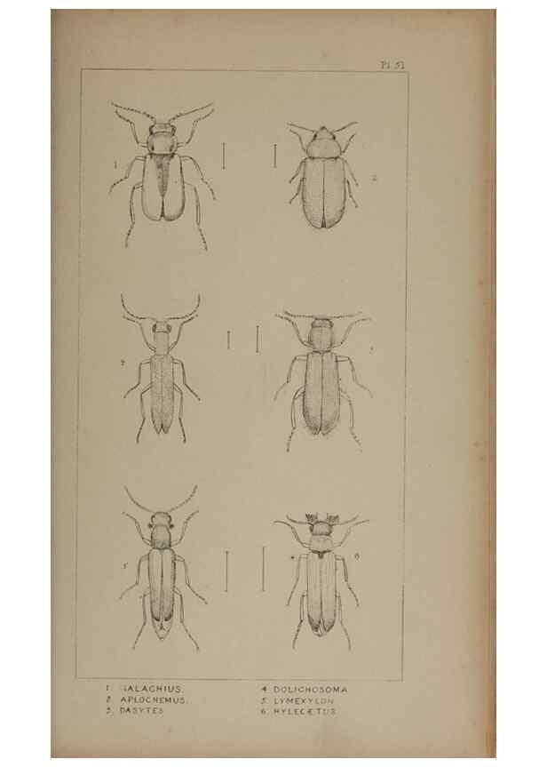 Reproducción/Reproduction 24019358334: The British Coleoptera delineated,. London,W. Crofts,1840.