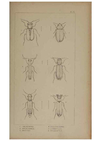 Reproducción/Reproduction 24019358334: The British Coleoptera delineated,. London,W. Crofts,1840.