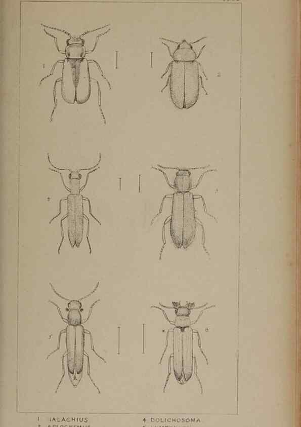 Reproducción/Reproduction 24019358334: The British Coleoptera delineated,. London,W. Crofts,1840.