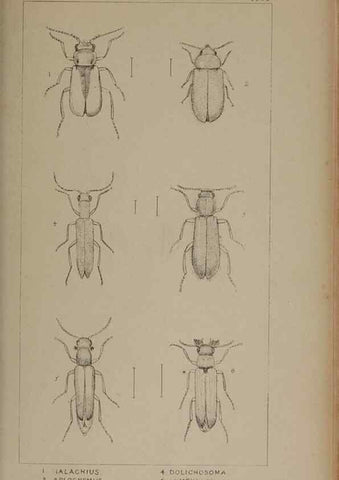 Reproducción/Reproduction 24019358334: The British Coleoptera delineated,. London,W. Crofts,1840.