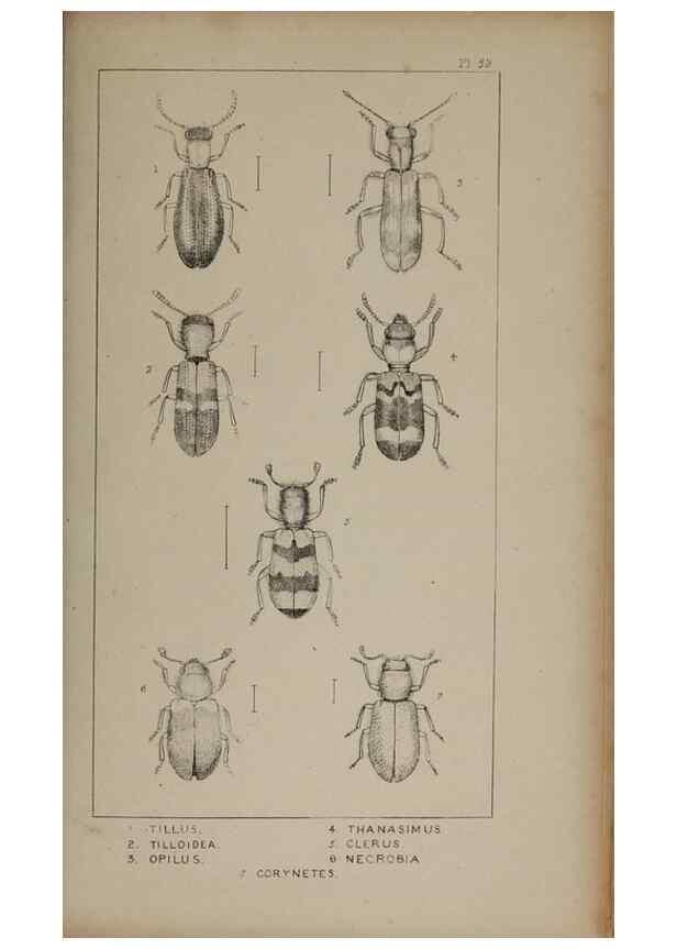 Reproducción/Reproduction 24279766999: The British Coleoptera delineated,. London,W. Crofts,1840.
