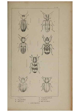Reproducción/Reproduction 24279766999: The British Coleoptera delineated,. London,W. Crofts,1840.
