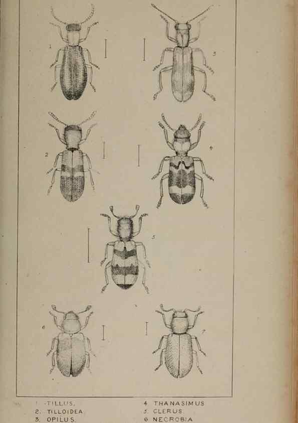 Reproducción/Reproduction 24279766999: The British Coleoptera delineated,. London,W. Crofts,1840.