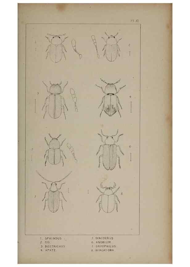 Reproducción/Reproduction 24647498125: The British Coleoptera delineated,. London,W. Crofts,1840.